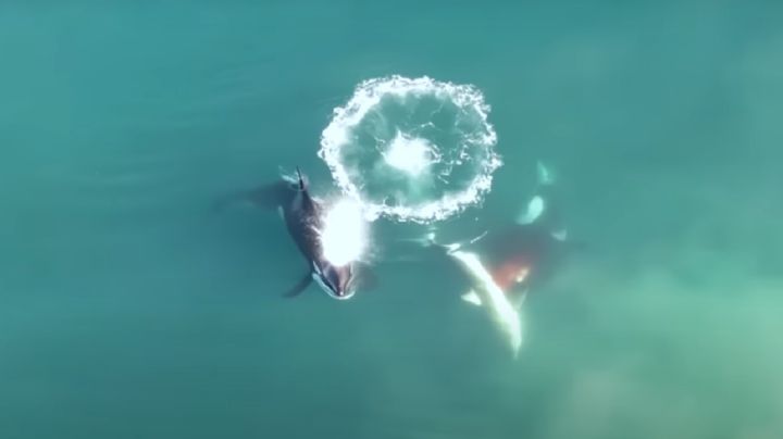 Documentan, por primera vez, a orcas cazando a un gran tiburón blanco (Video)