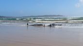 Mueren 250 ballenas piloto tras encallar en una playa de Nueva Zelanda