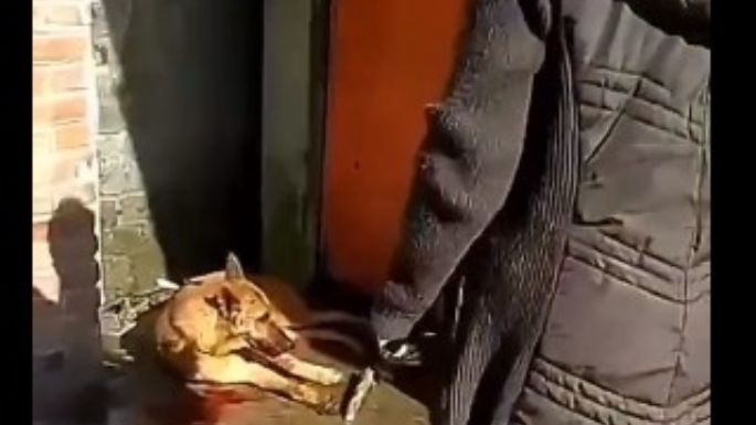 Diputados interpusieron denuncias penales por golpiza a perro en restaurante de la Picacho-Ajusco