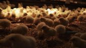 Perú sacrifica 23 mil aves de granja para frenar propagación de gripe aviar que mató a 4 mil