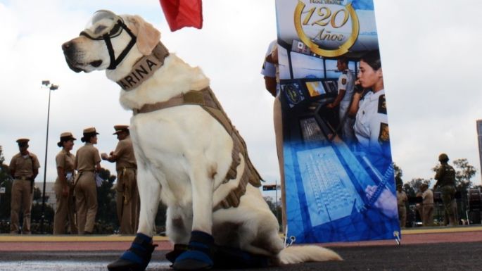 "Hasta siempre": Murió Frida, la perrita rescatista de la Marina