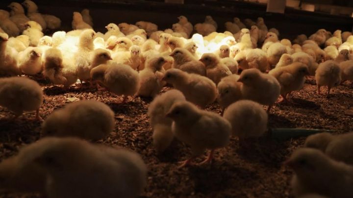 La OMS confirma caso humano de gripe aviar en Australia y rectifica su reporte sobre muerte en México
