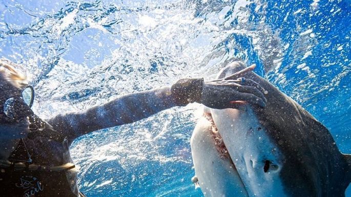 ¡Tiburón a la vista! Una bióloga así salvó su vida de un ataque (video)