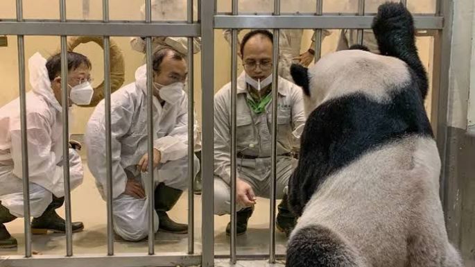 Expertos de China viajan a Taiwán para salvar a un panda enfermo