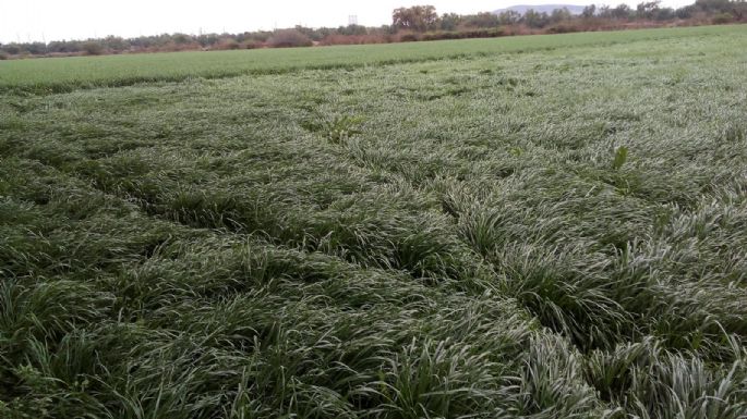 Sobre los círculos formados en los campos de trigo  o del cómo no se hace la ciencia