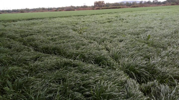 Sobre los círculos formados en los campos de trigo  o del cómo no se hace la ciencia