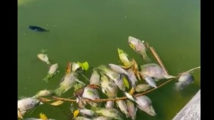 Esto es lo que se sabe sobre la muerte masiva de peces en el Lago de Chapultepec (Videos)