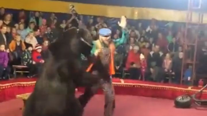 Se viraliza el ataque de un oso a su domador en un circo en Rusia (Video)