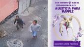 Buscan a dos hombres por asesinar a la perrita "Waffle" en Milpa Alta