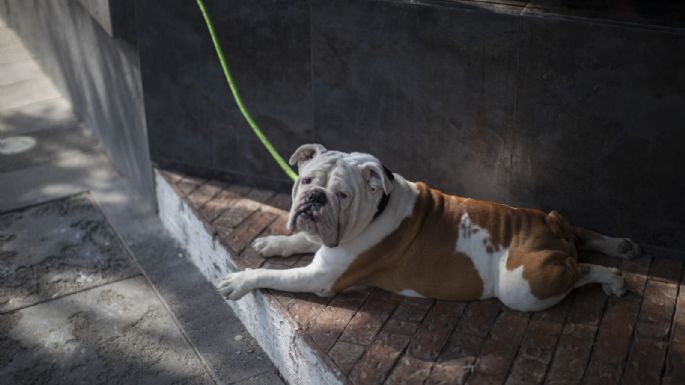 Nuevo León prohibirá la venta de gatos y perros de criadero