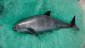 Vaquita marina al borde de la extinción; WWF llama a la acción