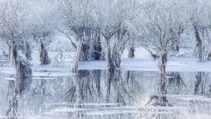 Conoce las imágenes ganadoras del Premio al Fotógrafo de Vida Silvestre