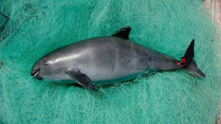 Vaquita marina al borde de la extinción; WWF llama a la acción