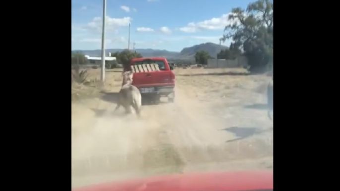 Rescatan a un burro que fue víctima de maltrato en Hidalgo (Video)