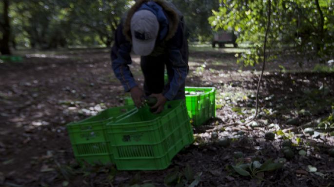 EU informa que la suspensión de importaciones de aguacate seguirá “el tiempo que sea necesario”