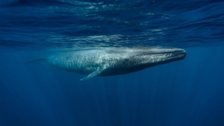 Ballenas en riesgo por contaminación y sobrepesca
