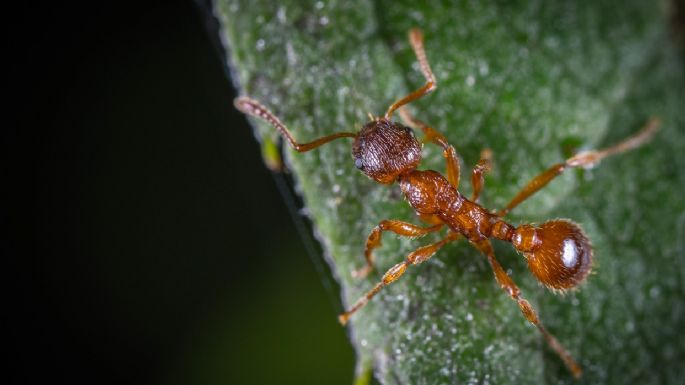 Las enseñanzas de las hormigas