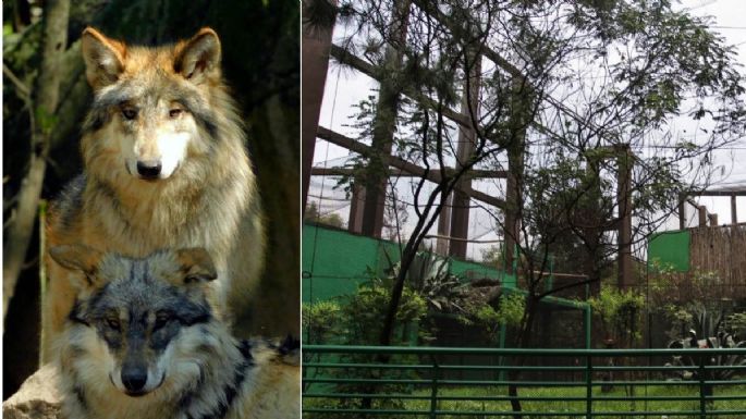 Mascota híbrido de perro y lobo mata a bebé mientras sus padres trataban de rescatarlo