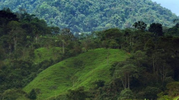 Bosques tropicales mantienen el planeta un grado Celsius más fresco