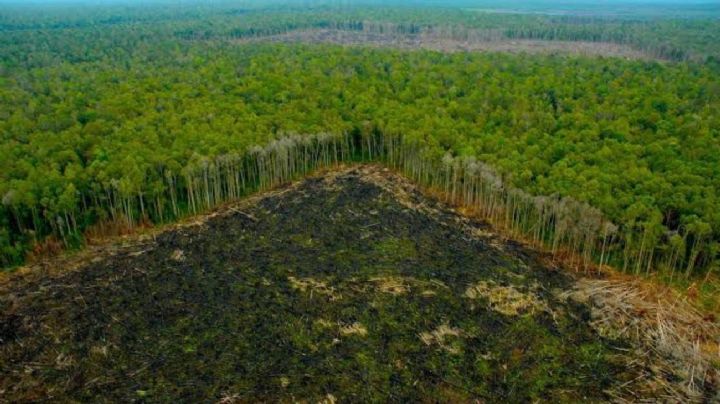 La selva amazónica está perdiendo resistencia