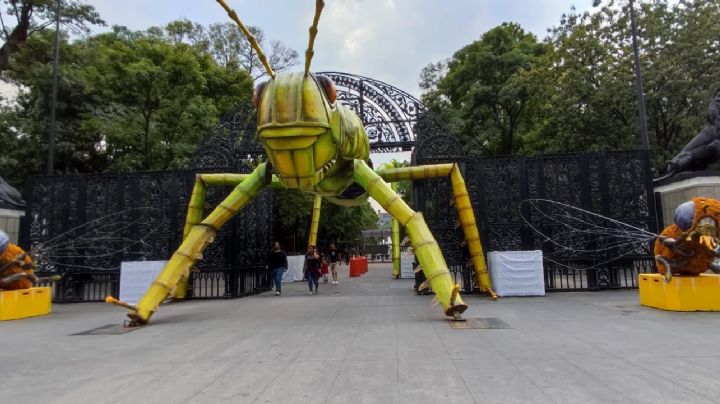 Insectos gigantes llegarán al Bosque de Chapultepec en el festival Insecta