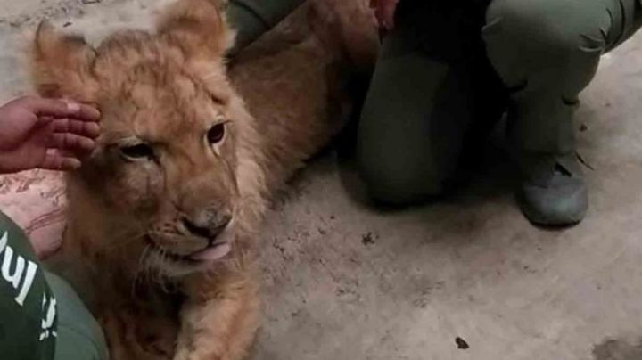 Kiro, el cachorro de león rescatado en Ecatepec fue trasladado a la Fundación Invictus en Pachuca