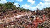 Trabajos del Tren Maya tramo 5 sur, entre Playa del Carmen y Tulum, fueron suspendidos (Videos)