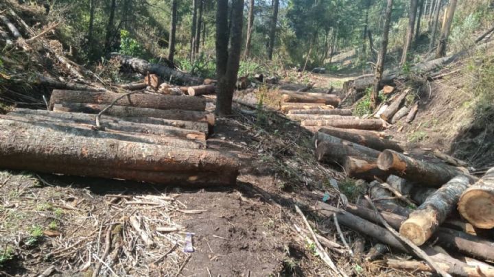 Vinculan a proceso a cinco personas por tala ilegal en la CDMX