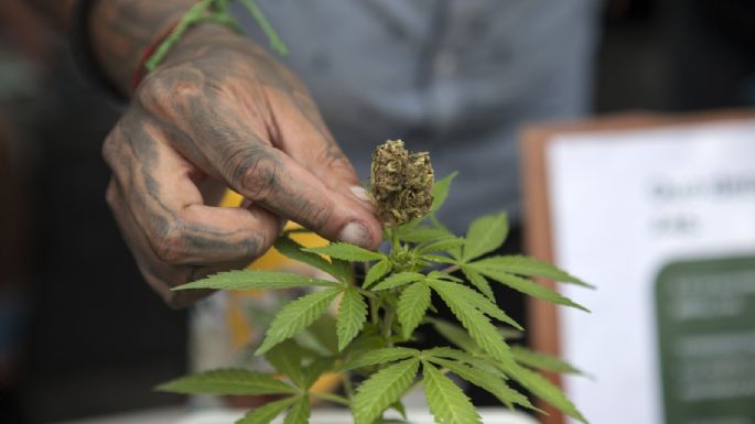 La SCJN declara inconstitucional penalizar posesión de más de 5 gramos de mariguana