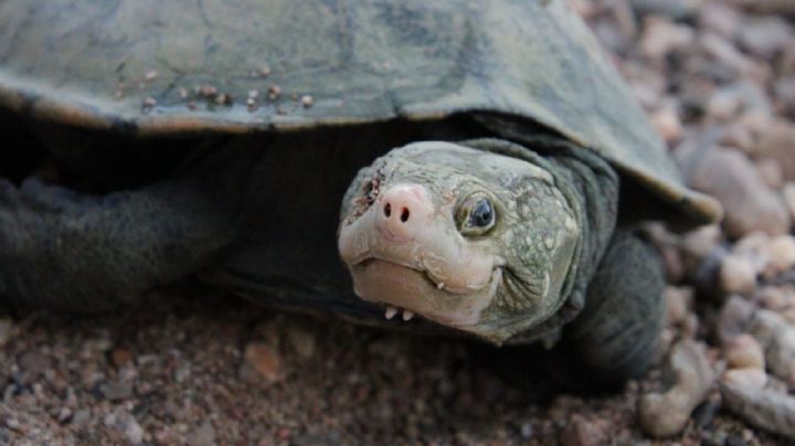 Una tortuga dada por extinta, "resucitada" por el ADN ambiental