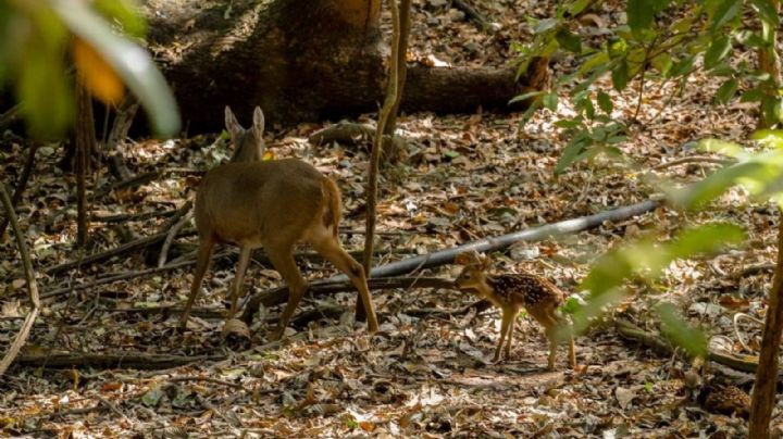 Reportan sobrepoblación de venados en reserva ecológica de El Zapotal; reubicarán a 150