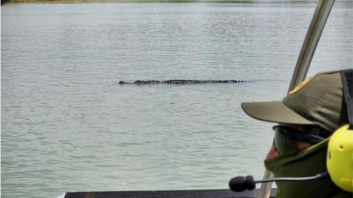 Patrulla Fronteriza capta a cocodrilo en el Río Bravo; habría sido llevado para ahuyentar a migrantes