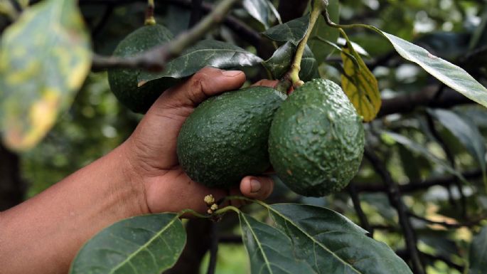 El aguacate se vende hasta en 140 pesos por kilo: Profeco