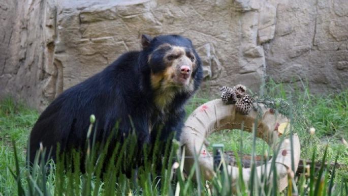 Murió “Carlos”, uno de los osos de antifaz más longevos de Chapultepec