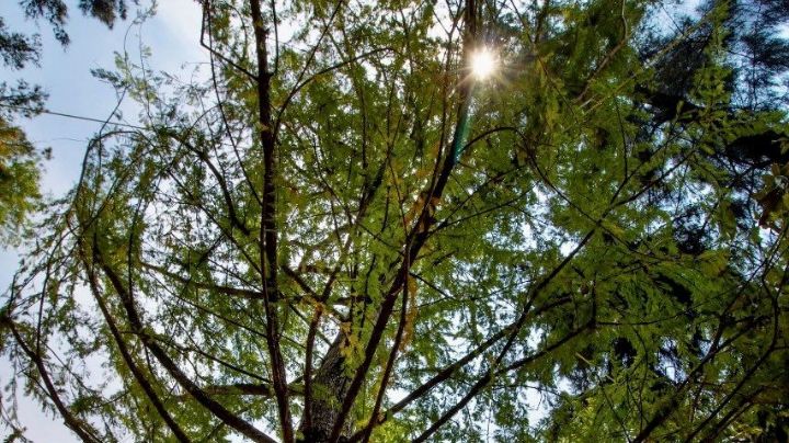 En esta fecha será plantado el ahuehuete en la glorieta de Paseo de la Reforma