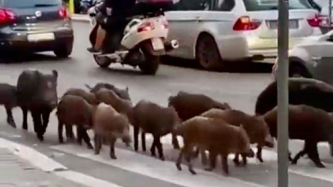 Declaran toque de queda en Roma por la presencia de jabalíes en las calles