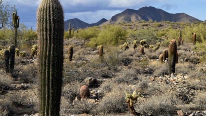 Indígena tsotsil de Chiapas desapareció esta semana en el desierto de Arizona