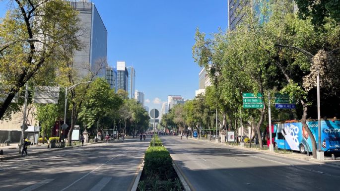 Este será el árbol que sustituirá la palma del Paseo de la Reforma en la CDMX