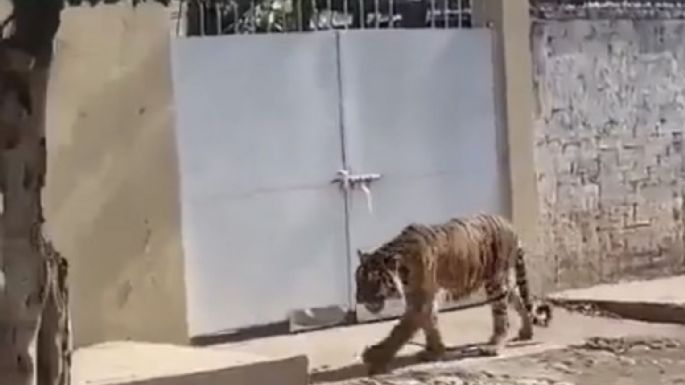 Tigre de bengala deambulando en la calle sorprende a habitantes de Tecuala, Nayarit (Video)