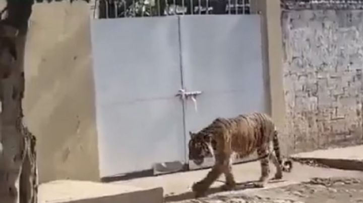 Tigre de bengala deambulando en la calle sorprende a habitantes de Tecuala, Nayarit (Video)