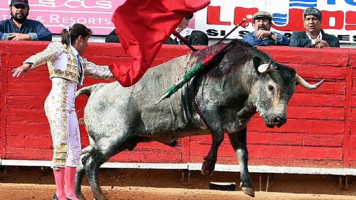 La Corte declara que corridas de toros y peleas de gallos no son patrimonio cultural