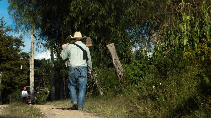 British Petroleum se aprovecha de campesinos mexicanos mediante un programa ambiental, revela Bloomberg