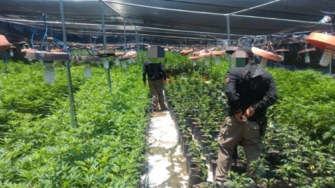 Desmantelan en Zapopan invernadero con casi 14 mil plantas de mariguana
