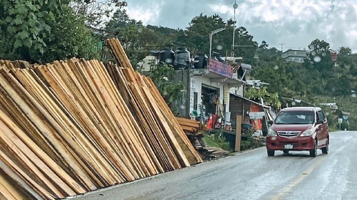 La tala clandestina florece sin control en Chiapas