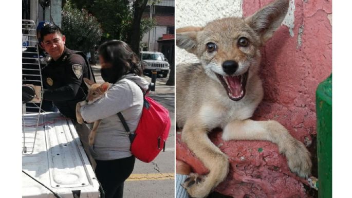 Cachorro de coyote que deambulaba por Azcapotzalco fue rescatado y llevado a zoológico de Coyoacán