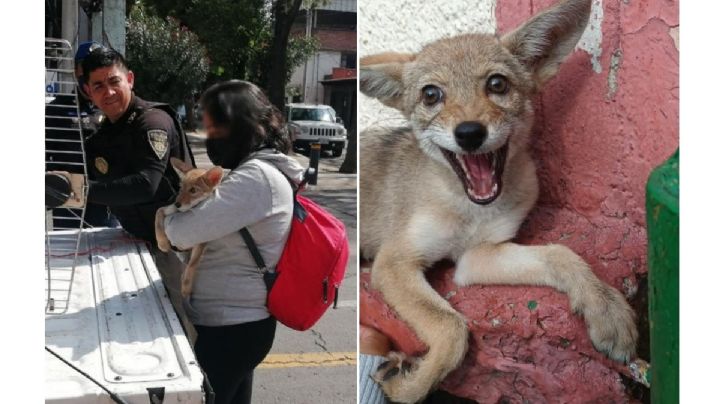 Cachorro de coyote que deambulaba por Azcapotzalco fue rescatado y llevado a zoológico de Coyoacán