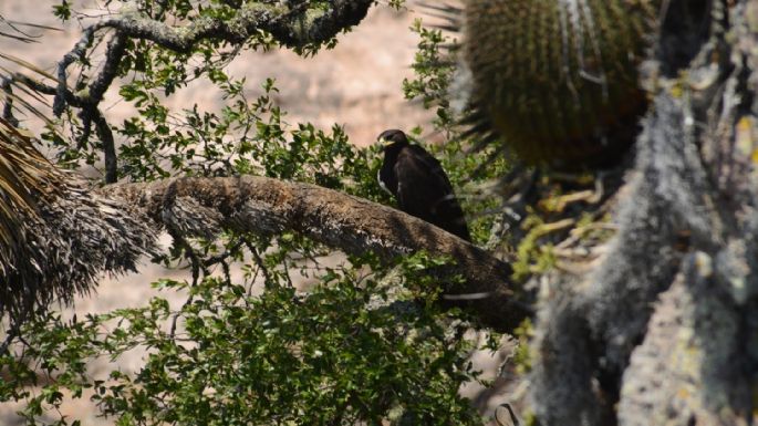 “Éxito reproductivo del águila real”: nacen 9 polluelos en 4 años en Sierra Gorda de Guanajuato