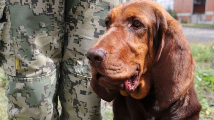 Max, el elemento canino de la Marina que encontró a Caro Quintero entre matorrales (Video)