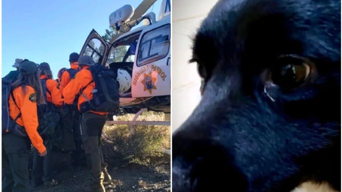 Un excursionista herido en un bosque es rescatado gracias a su perro