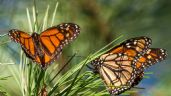 Mariposa Monarca es clasificada como especie "en peligro" de extinción